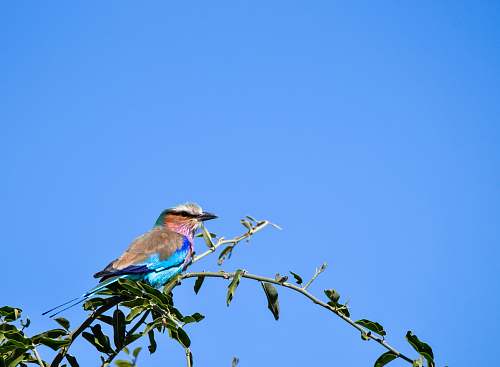 bird blue and brown Bee-eater bird perching on green tree branch jay