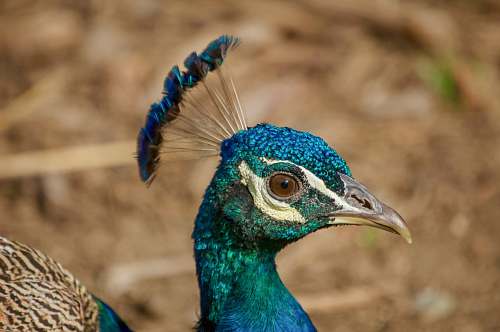 bird blue and green peacock peacock