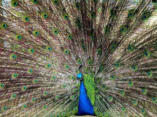bird blue and green peacock showing tails peacock