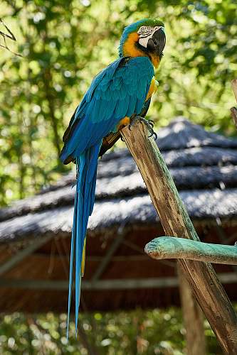 bird blue and orange parrot parrot