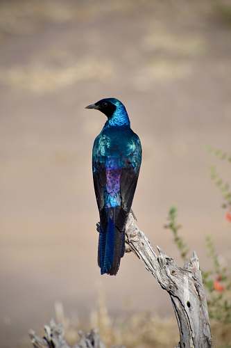 bird blue and purple bird on branch jay