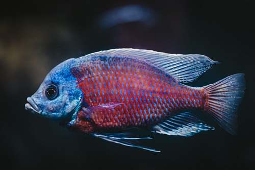 fish blue and red fish zoo wrocław sp.z o.o.