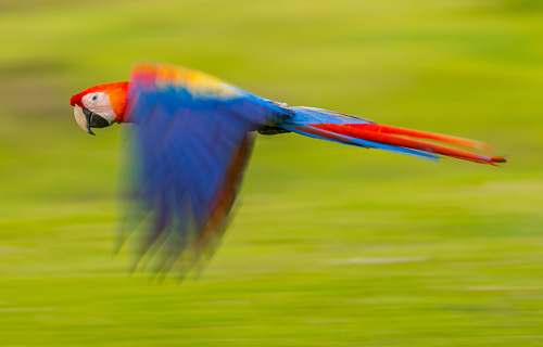 bird blue and red parrot macaw