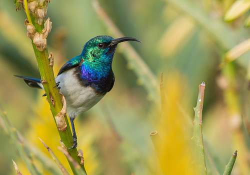 bird blue and white bird macro photography bee eater