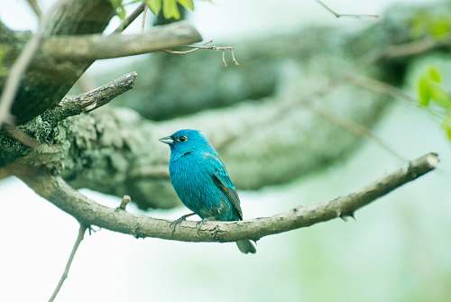 bird blue bird bluebird