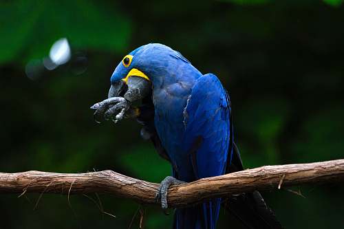 bird blue bird on branch macaw