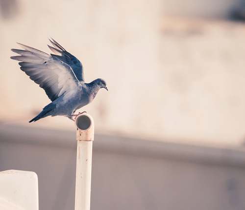bird blue bird on tube pipe pigeon
