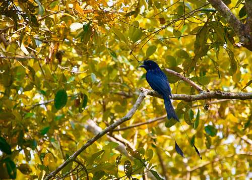 bird blue bird perching on tree jay