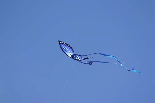 bird blue butterfly in flight flying