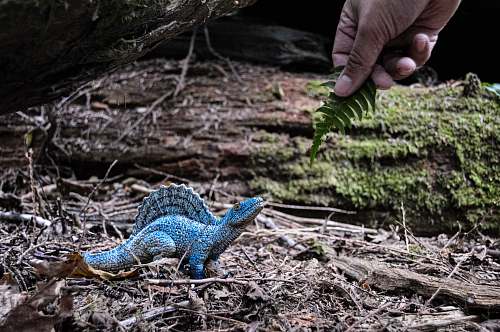 reptile blue dinosaur photo lizard