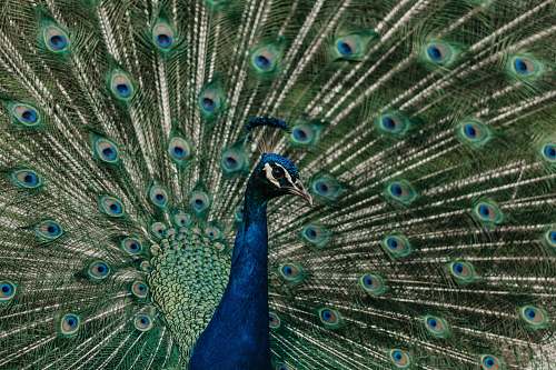 bird blue nad green peacock peacock