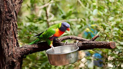 bird blue, orange, and green parrot parrot