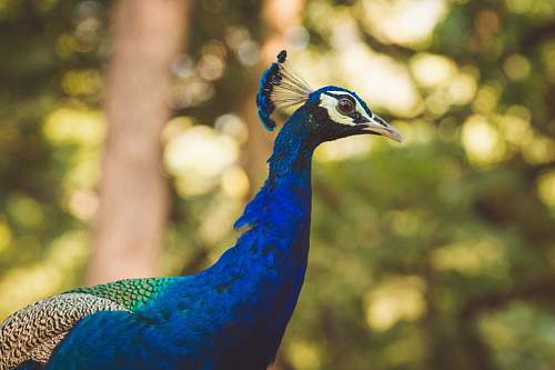 bird blue peacock bird peacock