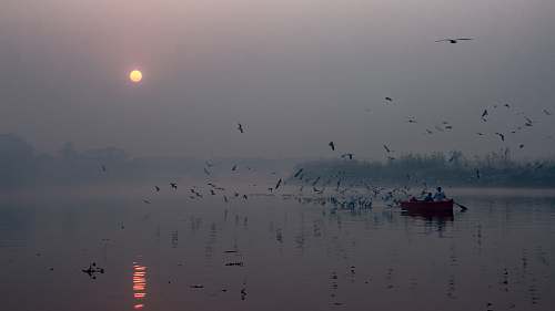flock boat sailing in water grey