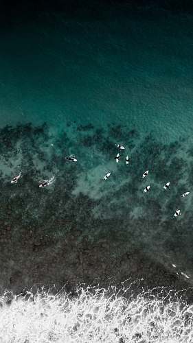 flock boats on water scenery