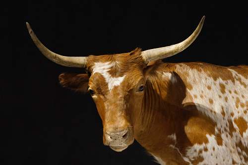 cattle brown and beige cow cow