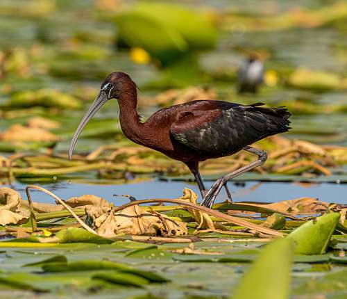 bird brown and black bird on leaf stork