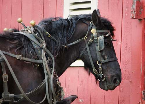 mammal brown and black horse facing sideways horse
