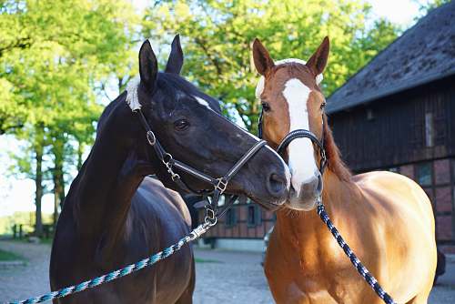 horse brown and black horses mammal