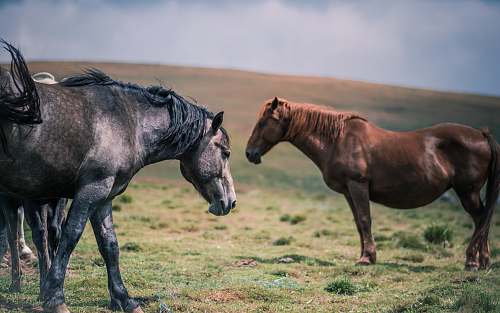 horse brown and black horses under clouds romania