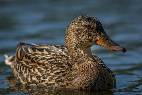 bird brown and black mallard duck close-up photography waterfowl