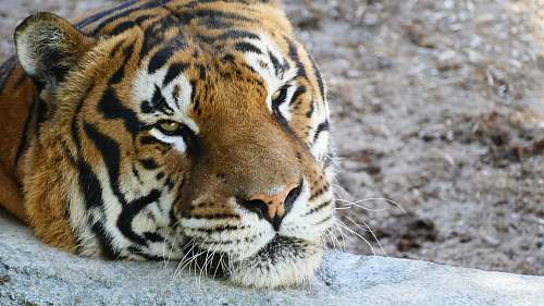 mammal brown and black tiger tiger
