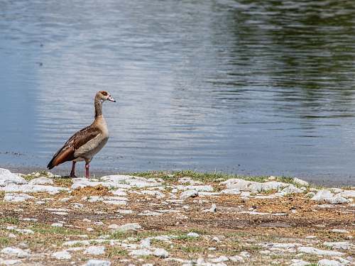 bird brown and gray duck near on seashore grey