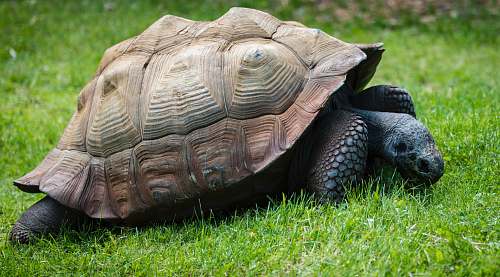 tortoise brown and gray turtle in green grass at daytime turtle