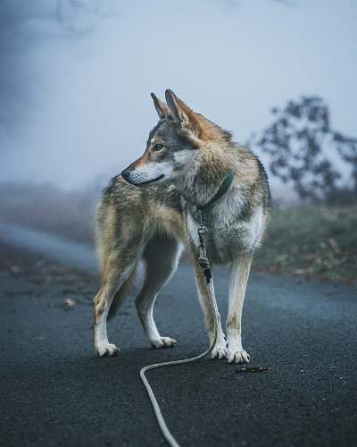 dog brown and grey dog with leash on grey pavement pet