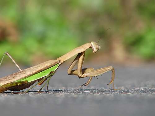 insect brown and grey praying mantis on concrete surface mantis