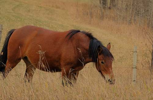 horse brown and red horse mammal