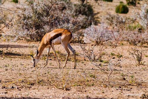 mammal brown and white antelope eating grass antelope