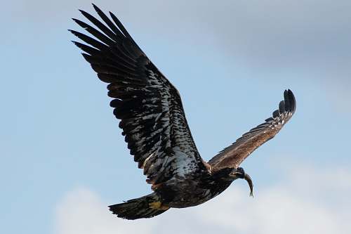 eagle brown and white bird carrying fish vulture