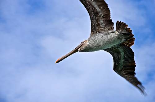 bird brown and white bird flying under blue sky beak