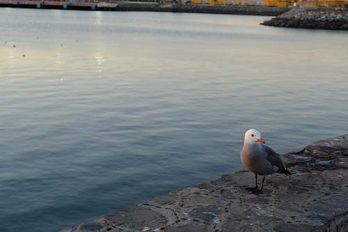 grey brown and white bird bird