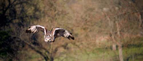 bird brown and white bird mid air flying