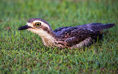 bird brown and white bird on grass beak