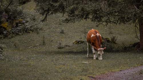 cow brown and white cow calf cattle