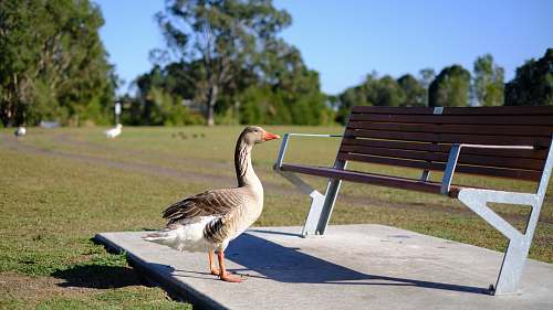 bench brown and white duck near metal outdoor bench furniture