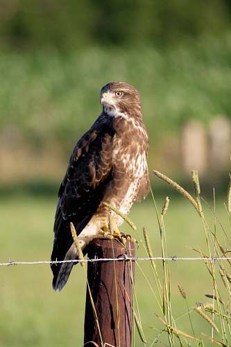 bird brown and white eagle photography buzzard