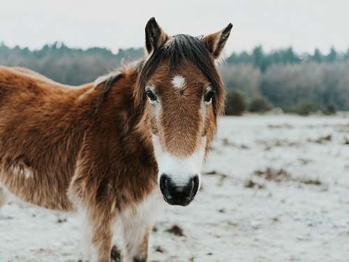 mammal brown and white fur horse standing on brown soil horse
