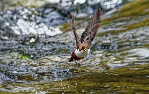 bird brown and white hawk flying waterfowl