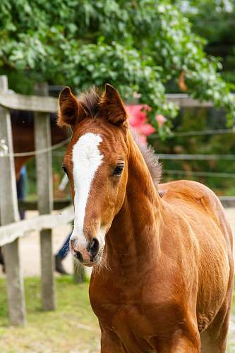 mammal brown and white horse during daytime horse
