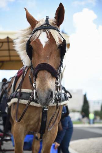 mammal brown and white horse in close-up photography horse
