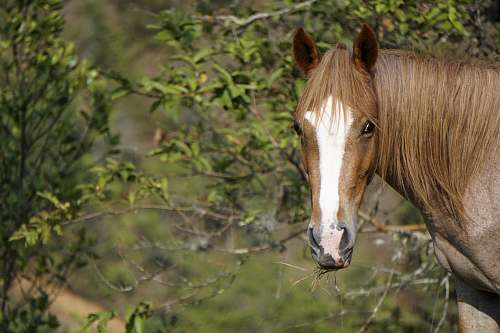 mammal brown and white horse horse