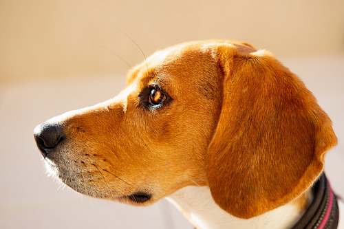 pet brown and white short-coated dog canine