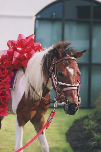 mammal brown and white stallion horse with red ribbon horse