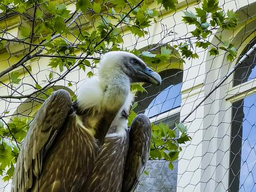 bird brown and white vulture vulture