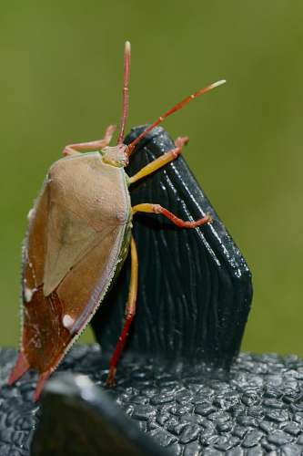 invertebrate brown and yellow insect insect