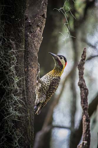 bird brown and yellow woodpecker flicker bird